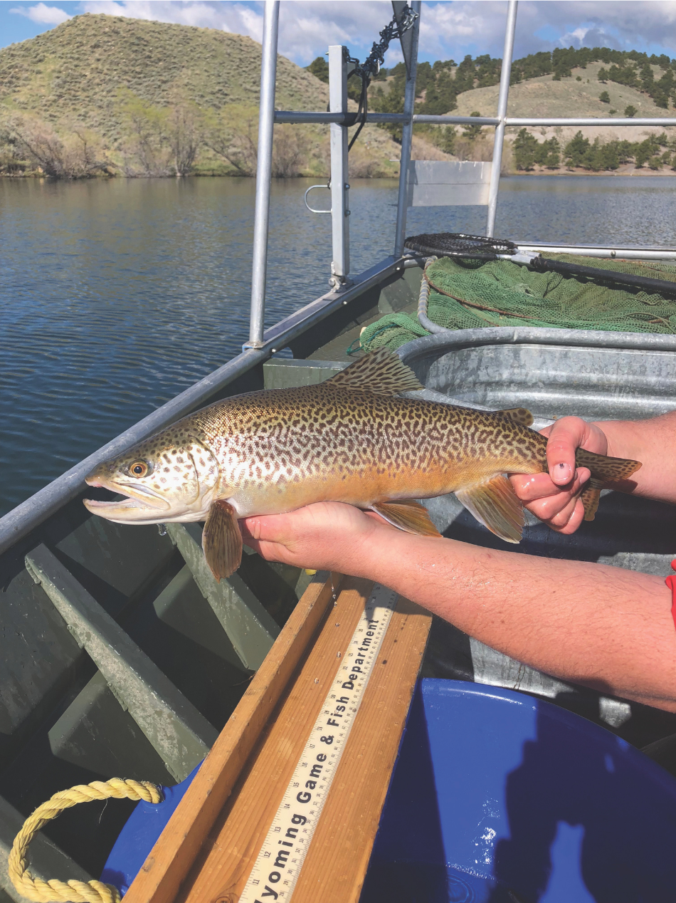 Tiger Trout A tiger trout caught during an annual spring sampling at Muddy Guard Reservoir No. 1 near Sheridan.