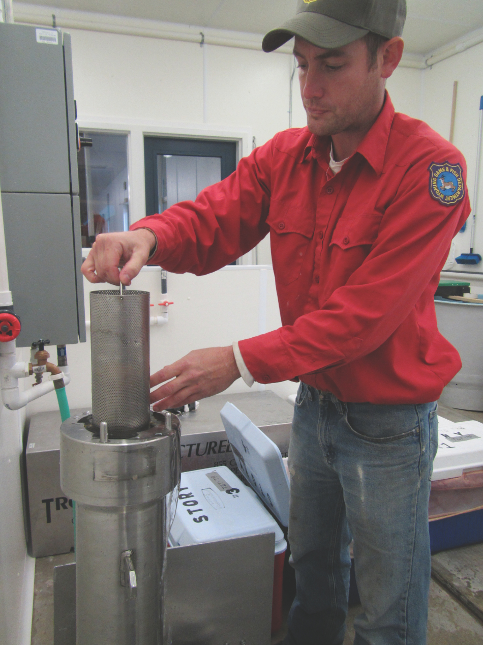 Pressure Treating Tiger Trout Eggs Nick Eglseder, senior fish culturist at Story Fish Hatchery, pressure treats tiger trout eggs to keep a chromosome that is normally ejected during egg development.