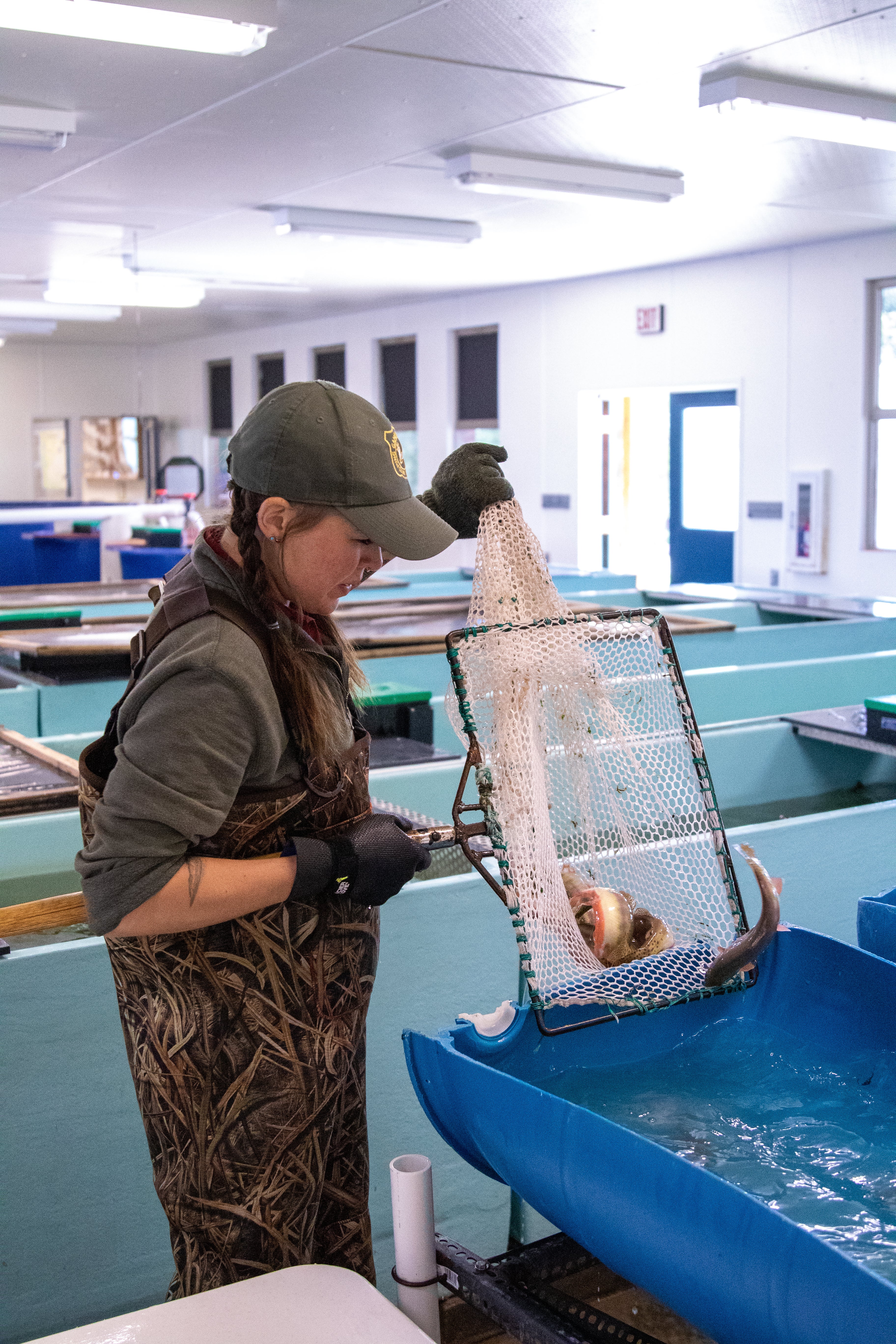 Spawning at Story Hatchery