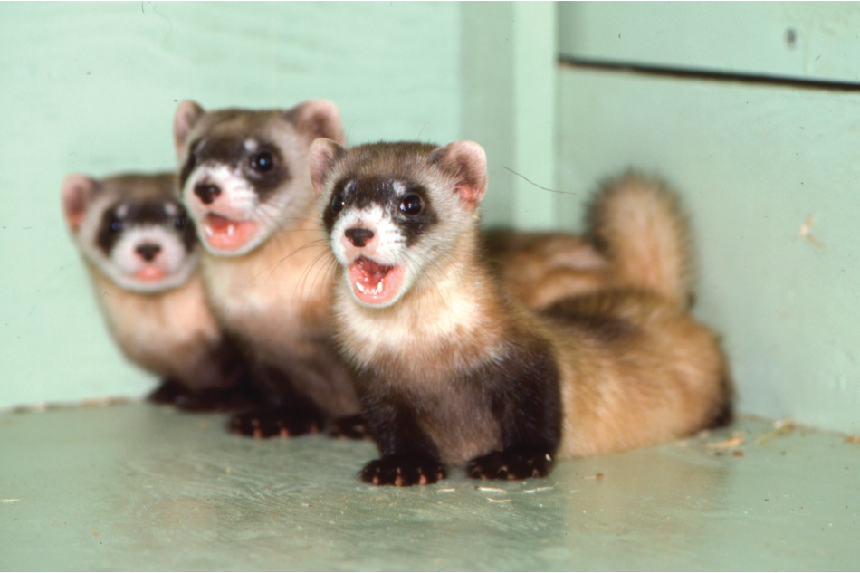 Black-footed ferrets A LuRay Parker photo documenting the recovery of black-footed ferrets in Wyoming. This image of young ferrets was taken in the 1980s.