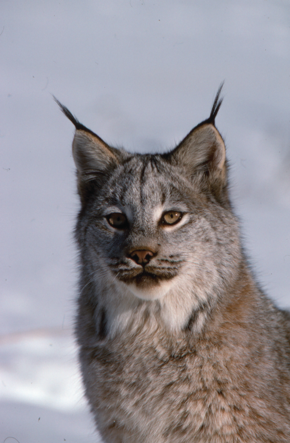 Lynx A photo of a lynx against a snowy background captured by LuRay Parker in January 1994