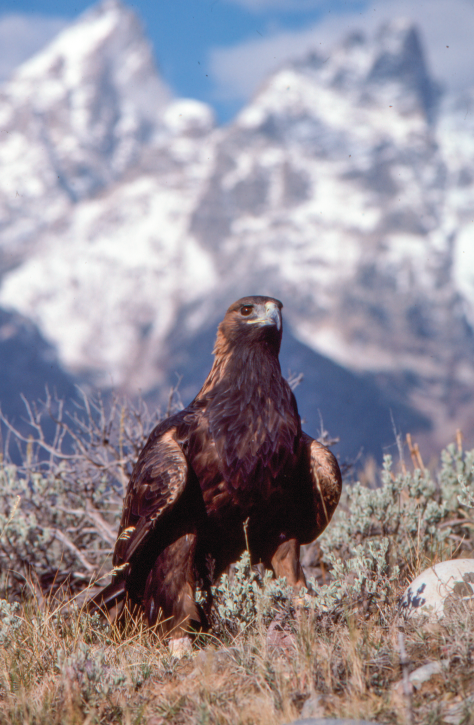 Golden Eagle A golden eagle on the ground with the Tetons in the background.