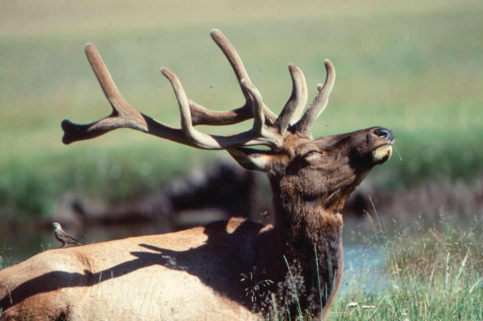 Elk A bull elk in velvet with a bird resting on its back taken by LuRay Parker in 1980.