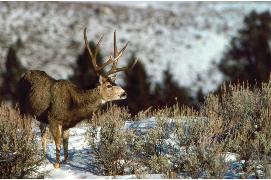 Buck Mule Deer A buck mule deer in sagebrush photographed by LuRay Parker in 1989