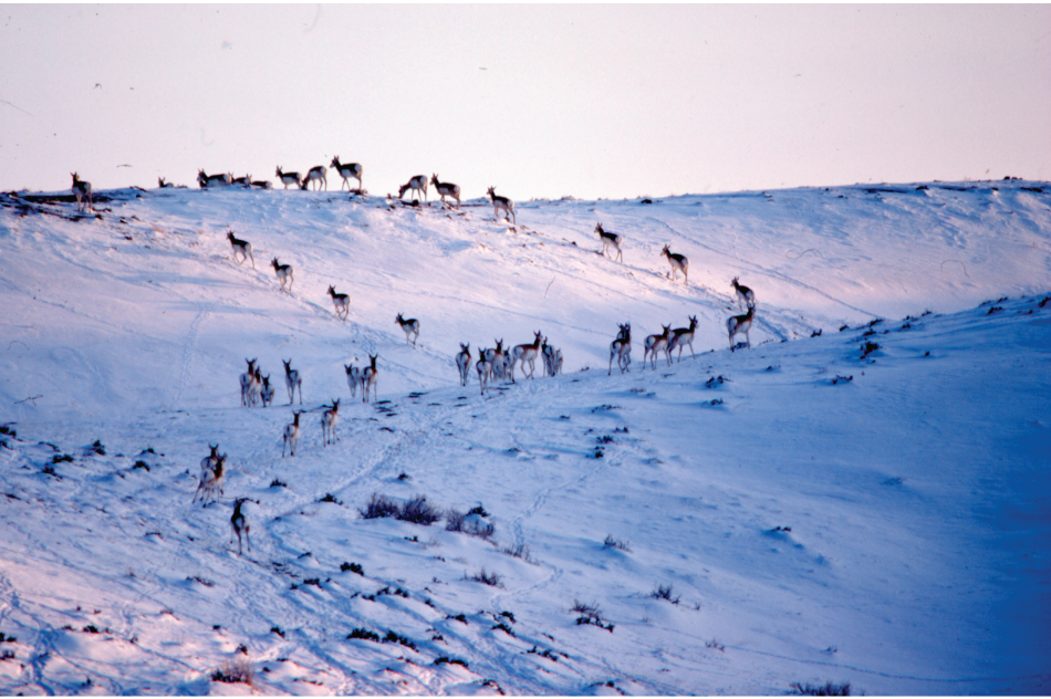 Pronghorn Pronghorn moving through snow in the winter of 1984