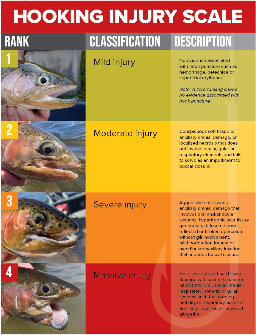 An image that features the "Hooking Injury Scale" that features rankings 1-4 and includes the rankings "1 - Mild Injury" "2 - Moderate Injury", "3 - Severe injury", and "4 - Massive injury."