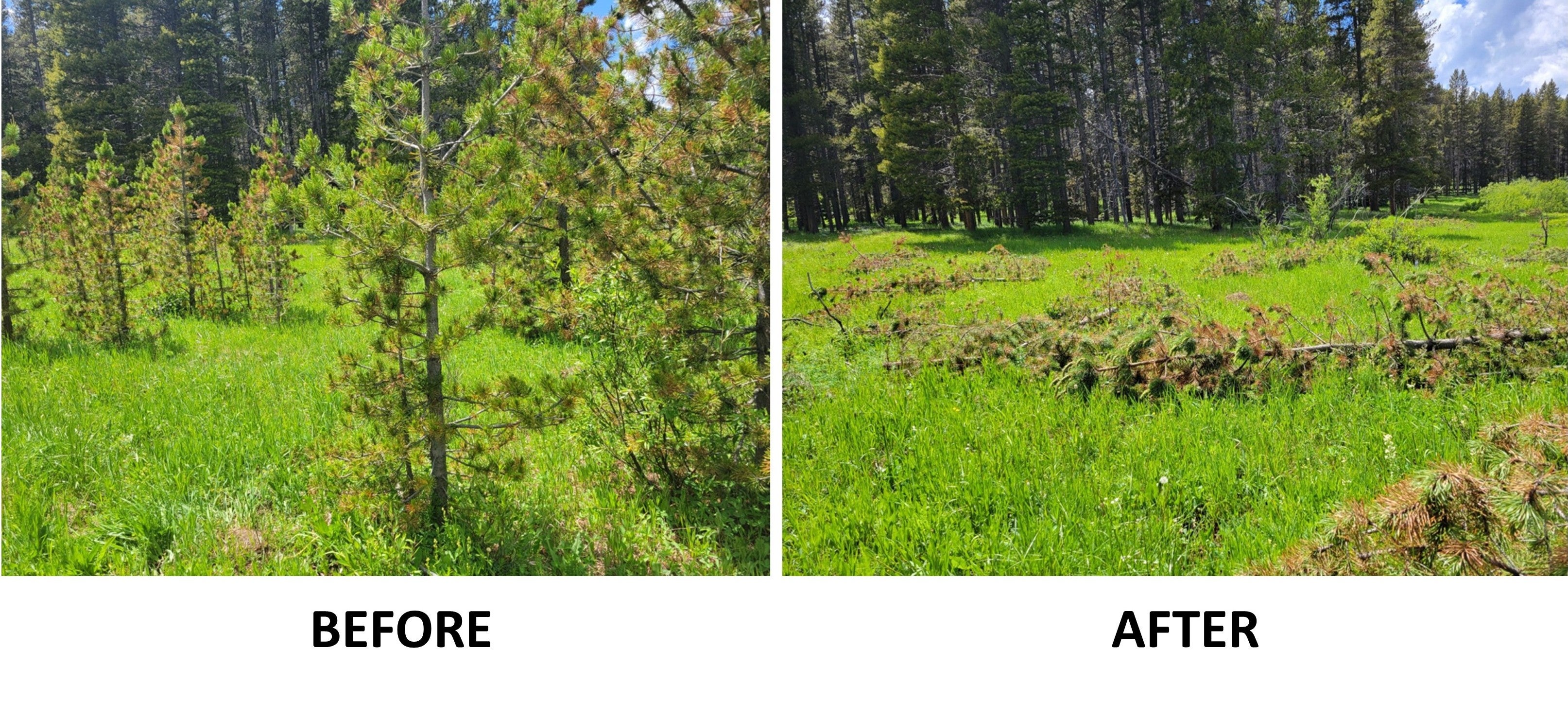 Habitat treatment photo Habitat treatment photo