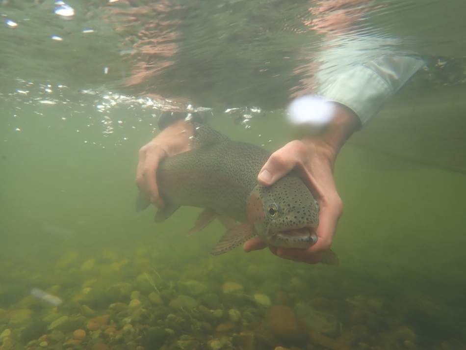 An angler's hands shown releasing a rainbow trout under slightly murky water.