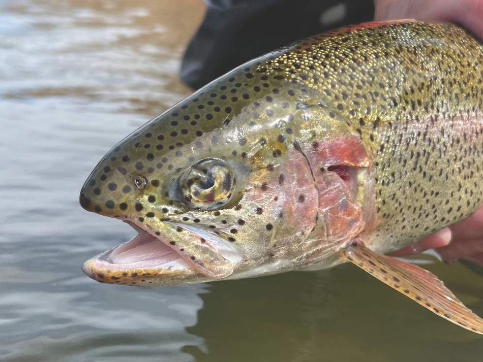 A rainbow trout with an injury rating of 3, the second-most severe on a scale developed by Wyoming Game and Fish Department Fisheries Biologist Jeff Glaid.