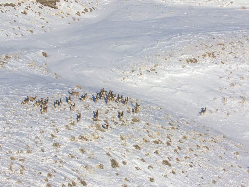 A mule deer herd near Beaver Creek in the Cody Region during a sightability survey in February 2023.