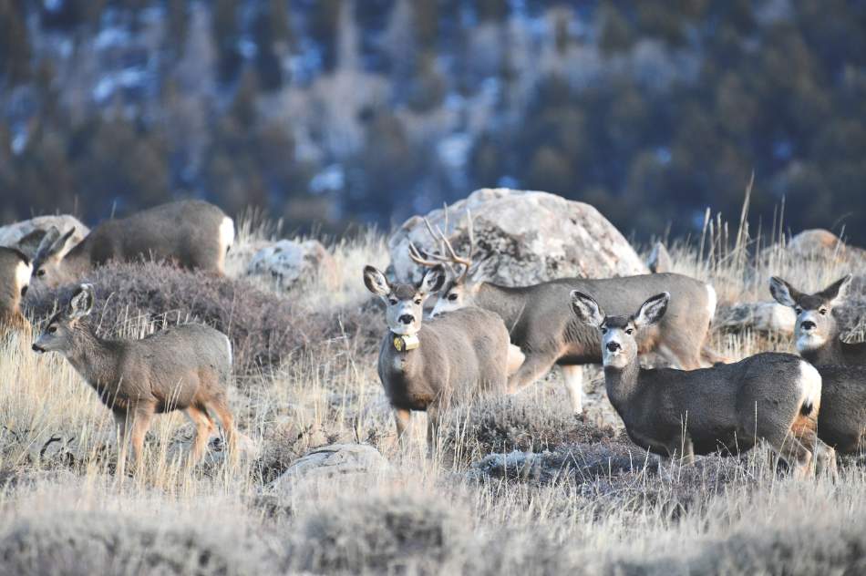 A herd of mule deer in sage brush with rocks and trees off in the background