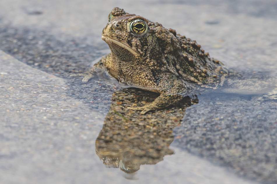 A Wyoming Toad in shallow water over a bed of sand.