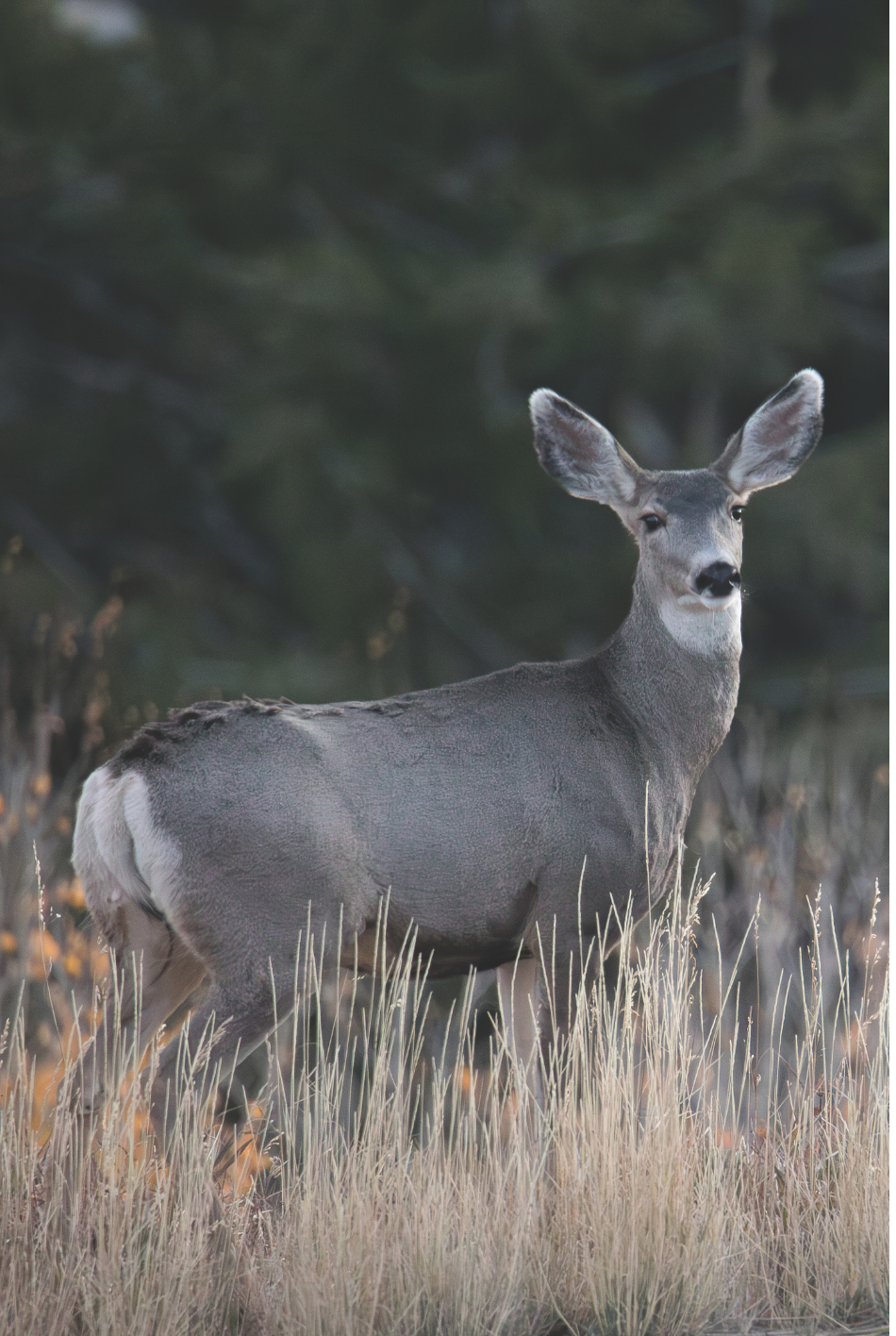 A Doe mule deer stands in grass broadside looking toward the camera with dark green evergreen trees in soft focus in the background