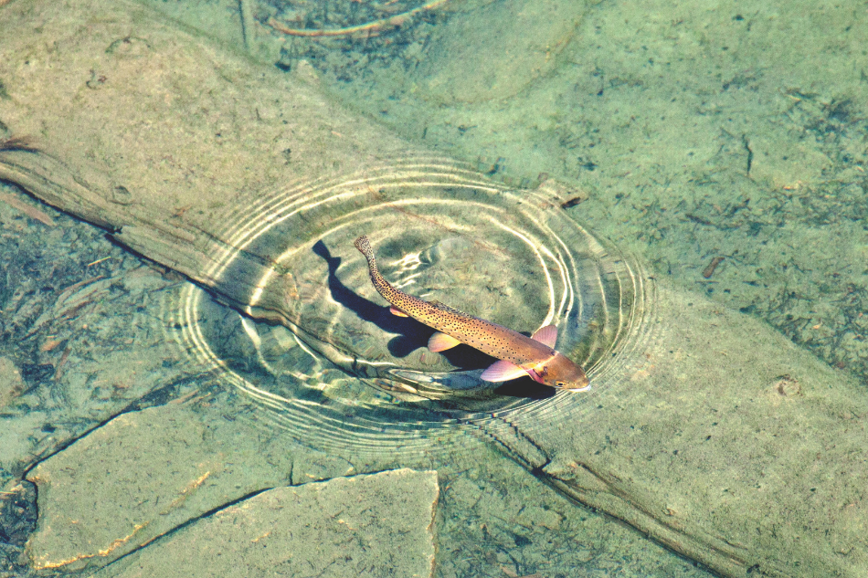 A cutthroat trout, shown in the center of a circular ripple in the water, swims in a clear stream.