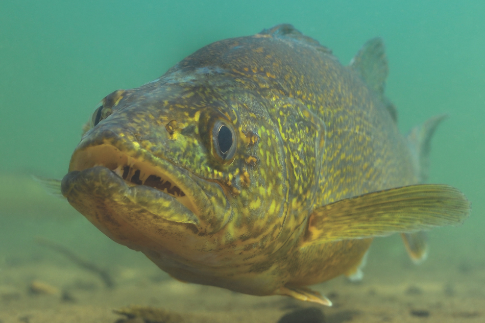 A walleye under water
