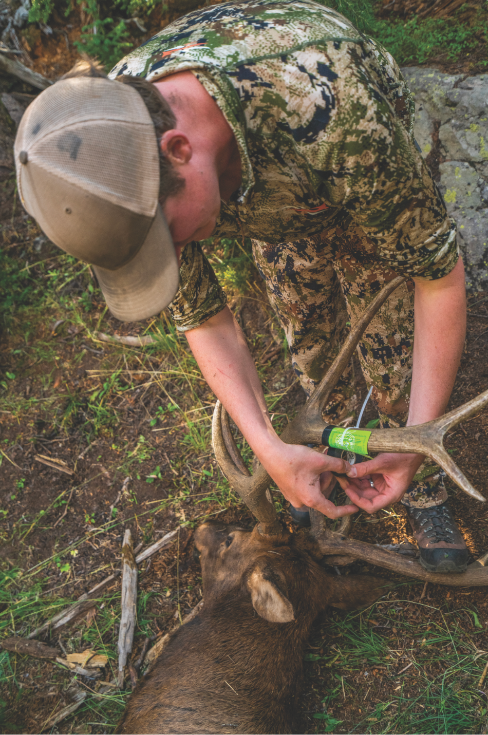 A hunter attaching his carcass coupon to a harvested bull elk.