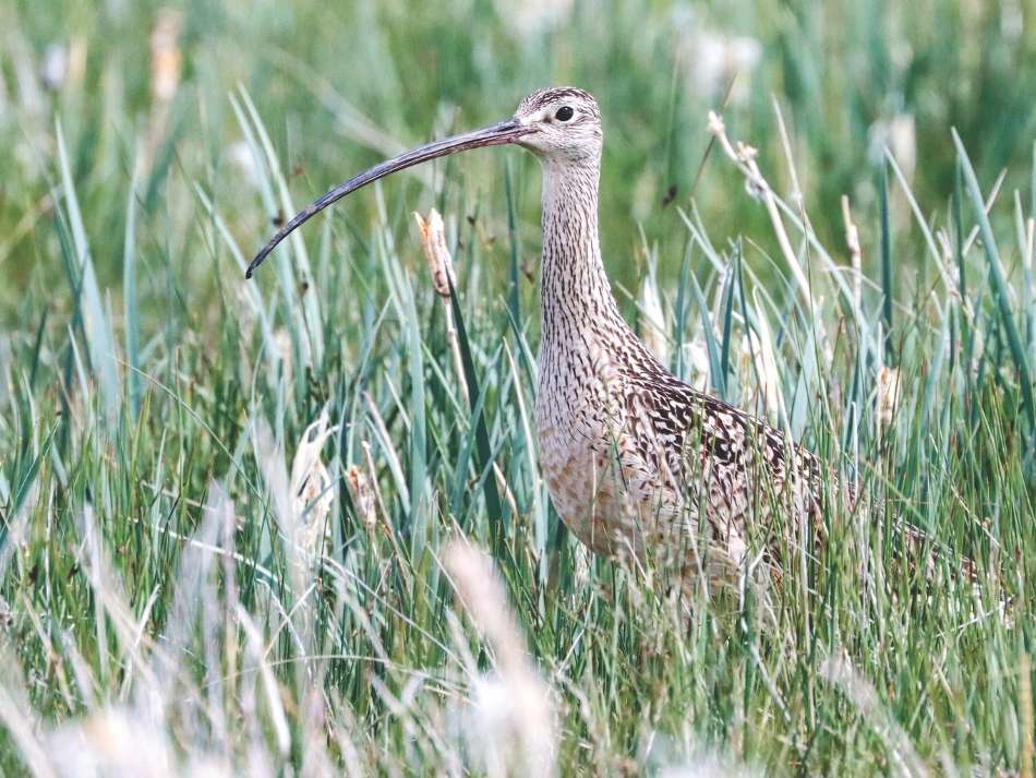 Long-billed curlew A long-billed curlew in tall grass