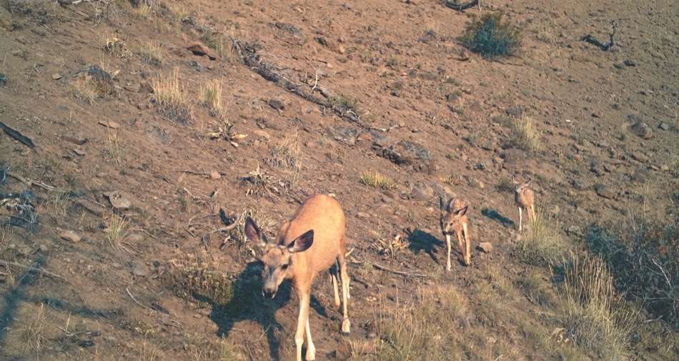 Three mule deer in the Absaroka Mountains near Cody on a trail in favorable weather conditions.