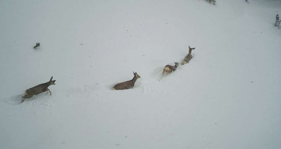 Four mule deer migrating through deep snow and tough winter conditions.