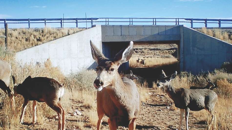 Mule deer utilize an underpass under U.S. Highway 789 north of Baggs.