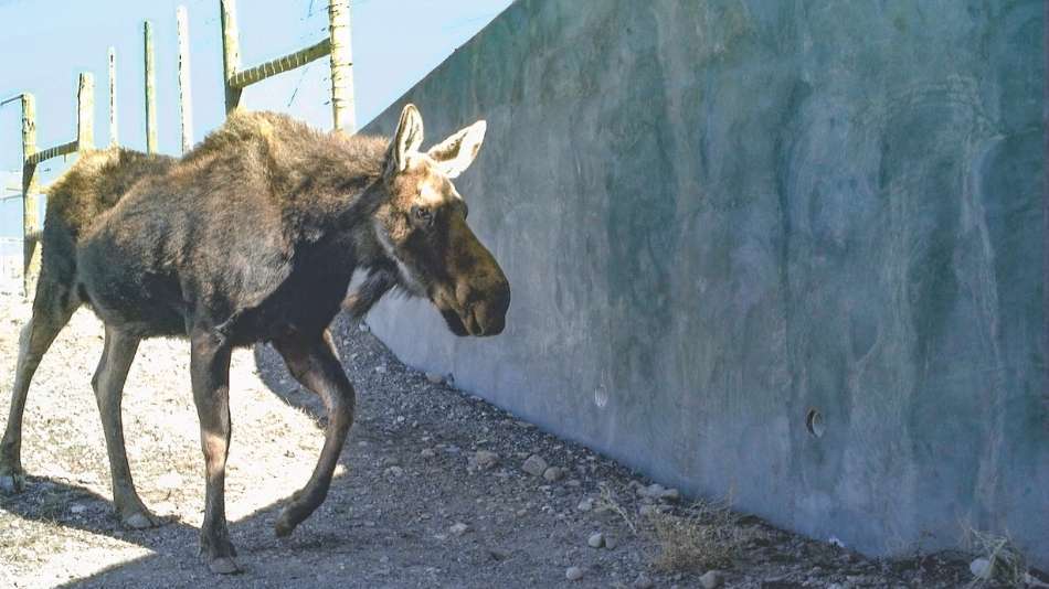 A moose uses a wildlife underpass in Wyoming