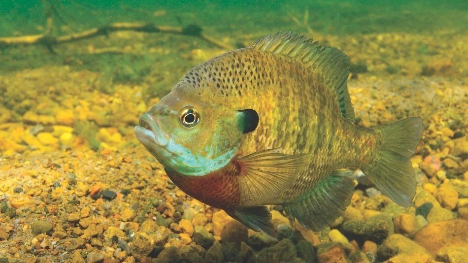 Bluegill An underwater photo of a bluegill.