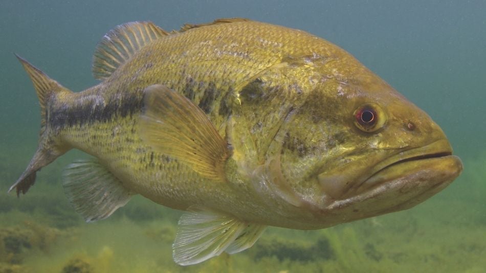 Largemouth bass An underwater photo of largemouth bass.