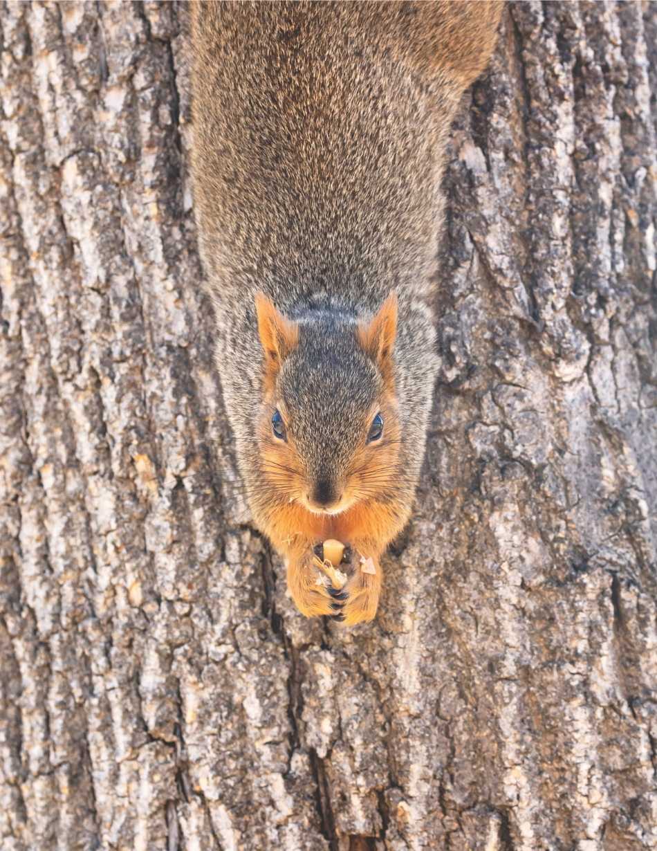 Fox Squirrel A fox squirrel upside down on a tree trunk.