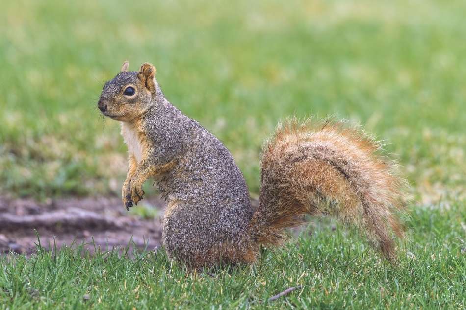fox squirrel A fox squirrel on green grass