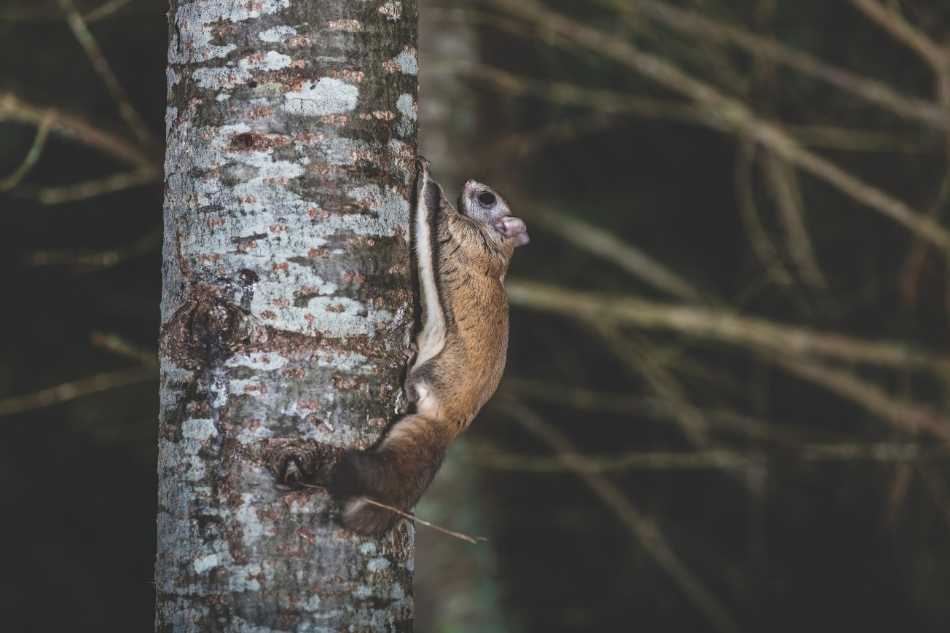 Northern Flying Squirrel A Northern flying squirrel in a coniferous forest.