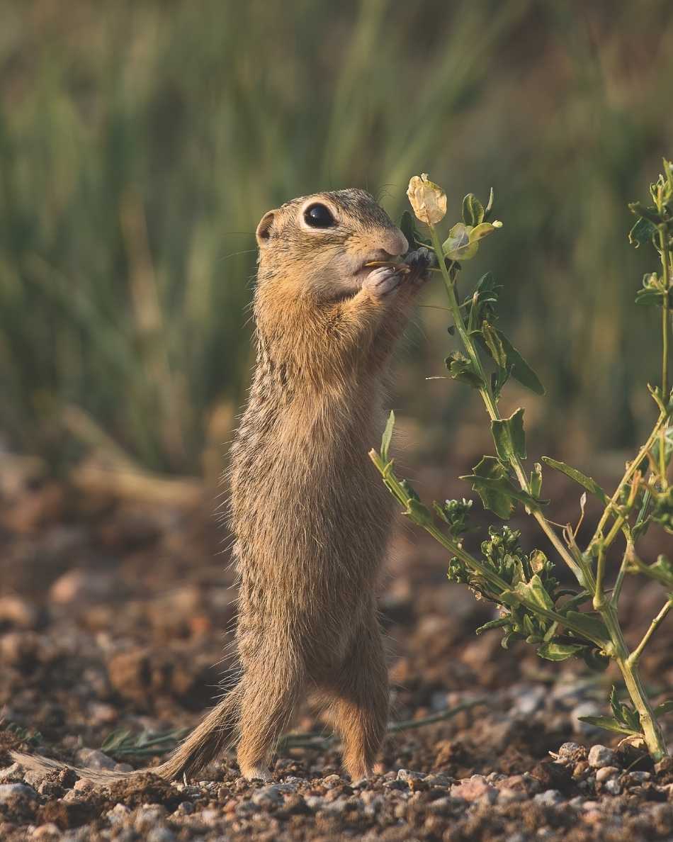 Thirteen-lined Ground Squirrel A Thirteen-lined ground squirrel standing on its back legs, munching on a plant.
