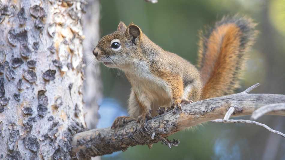 American Red Squirrel An American red squirrel on a branch of a conifer tree.