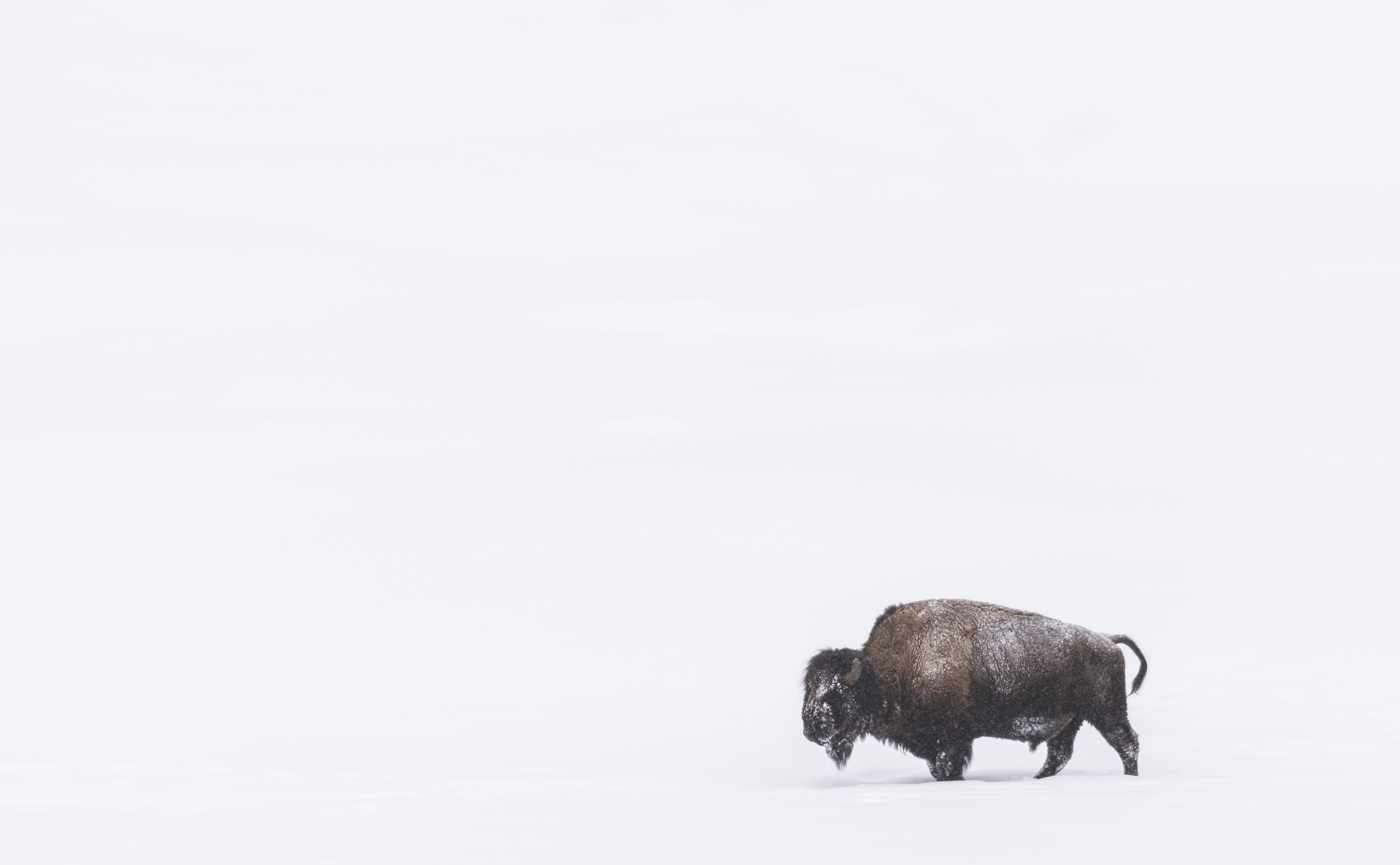 A bison against a white background of snow.