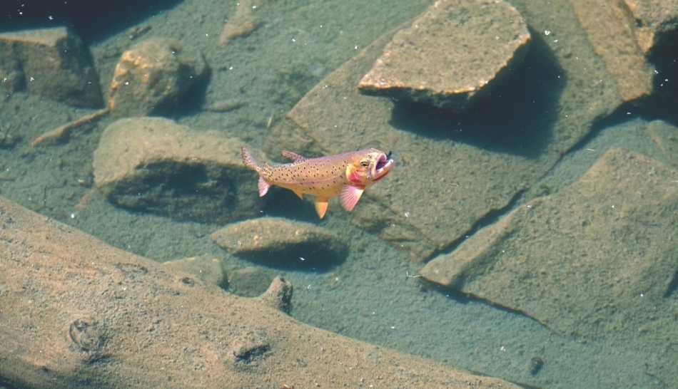 A Yellowstone cutthroat trout rises for a fly.