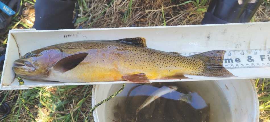 A Yellowstone cutthroat trout being weighed during sample collection