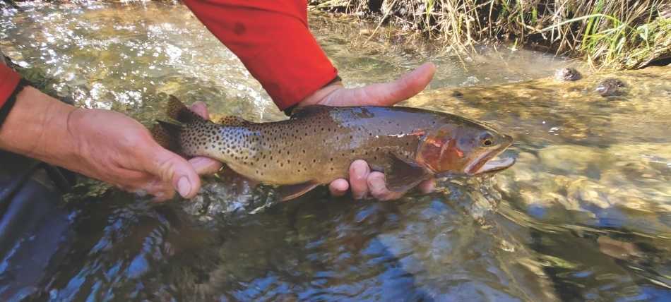A Yellowstone cutthroat trout caught for sampling.