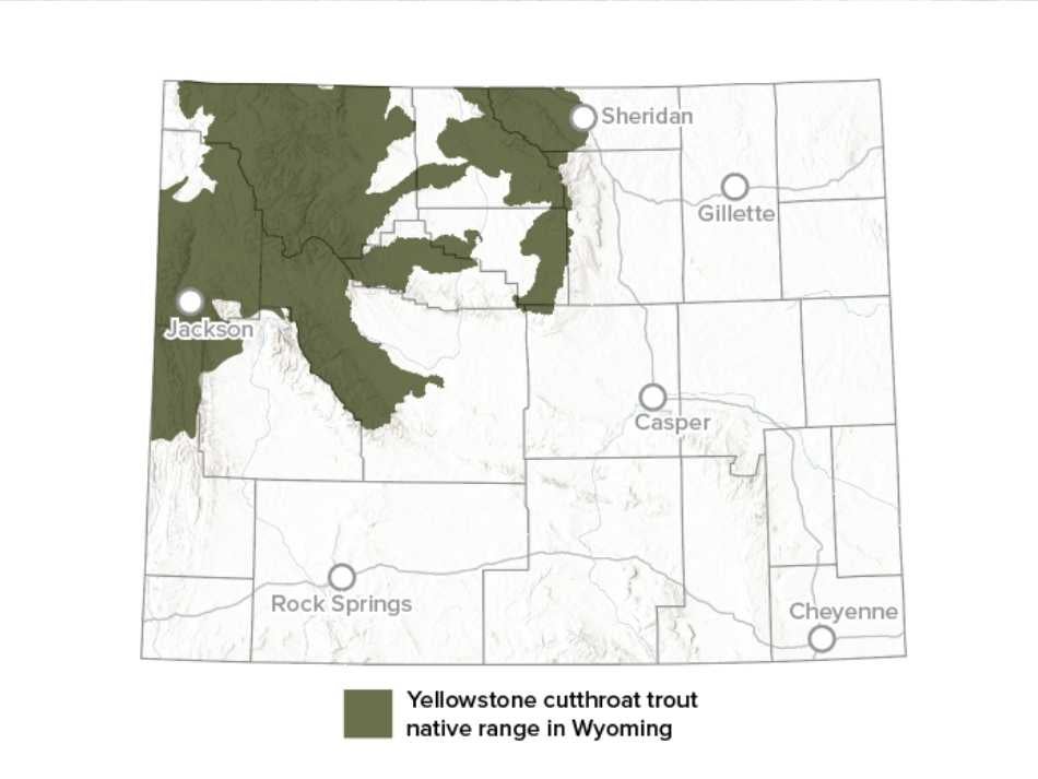 A map with a green shaded area showing Yellowstone cutthroat trout native range in northwest Wyoming.