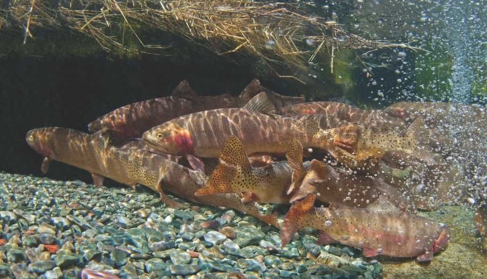 A large group of Yellowstone Cutthroat under a river bank.
