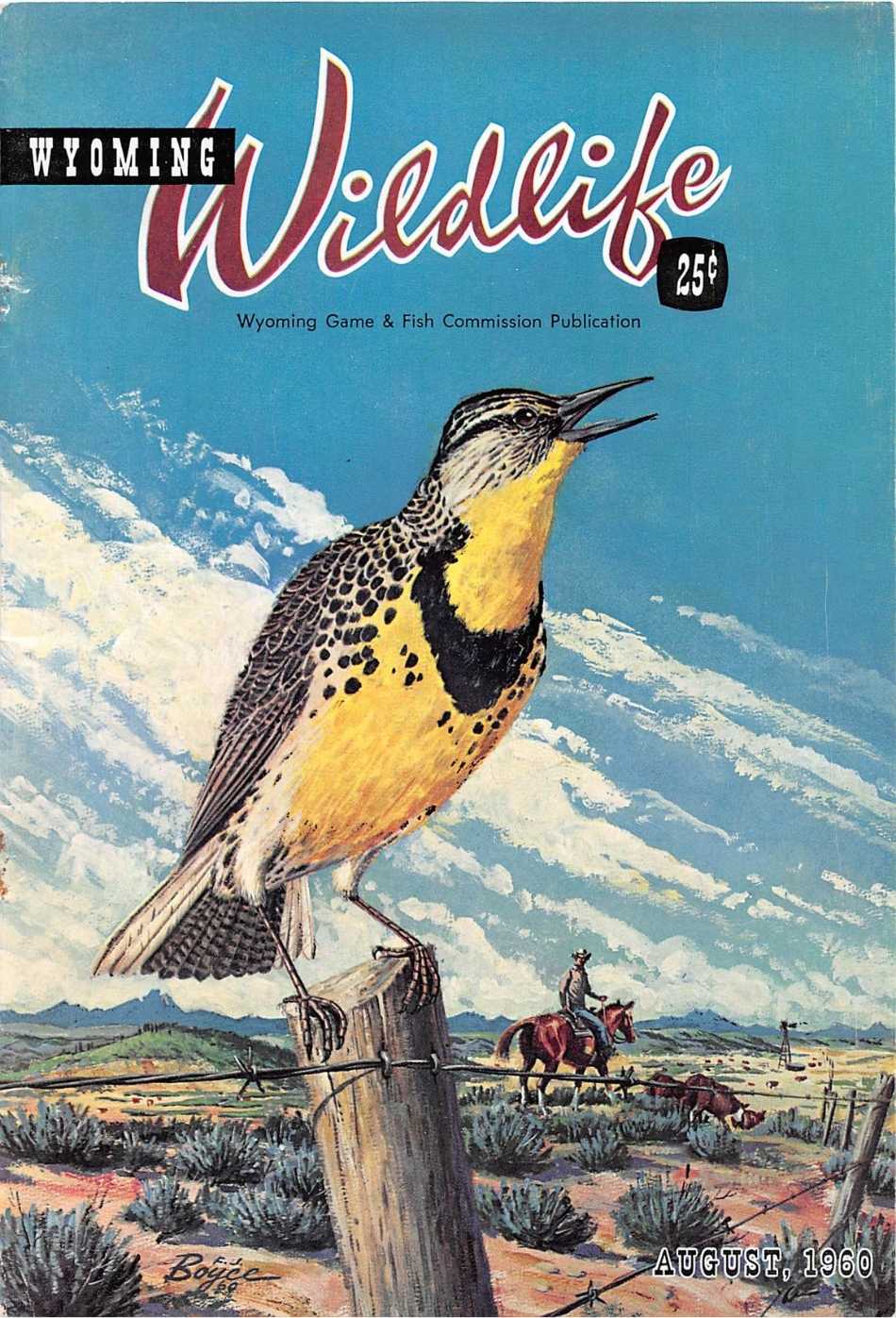 The August 1960 cover of Wyoming Wildlife magazine featuring a meadowlark on a post with a cowboy on horseback in the background.