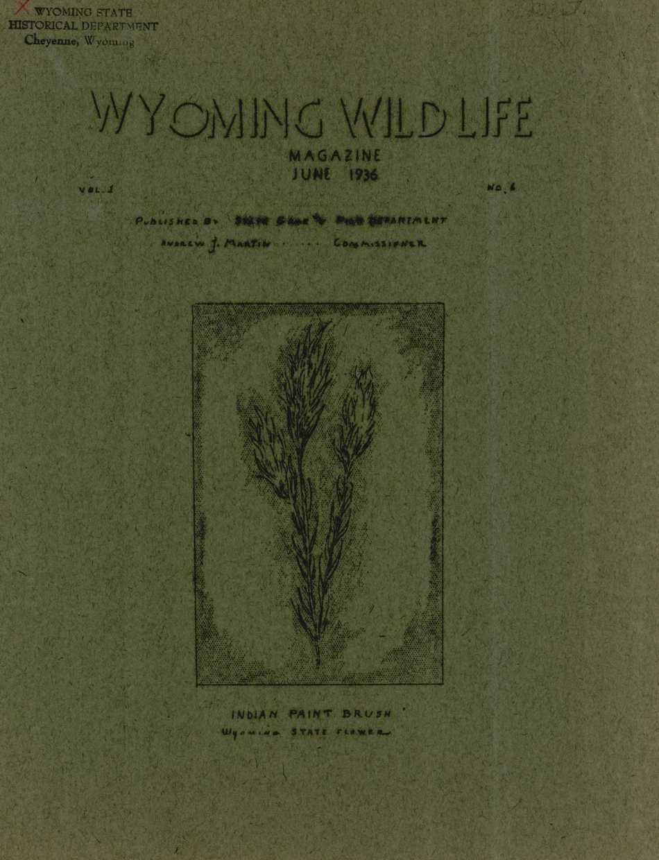 The June 1936 cover of Wyoming Wildlife Magazine featuring a sketch of an Indian paintbrush on green construction paper.