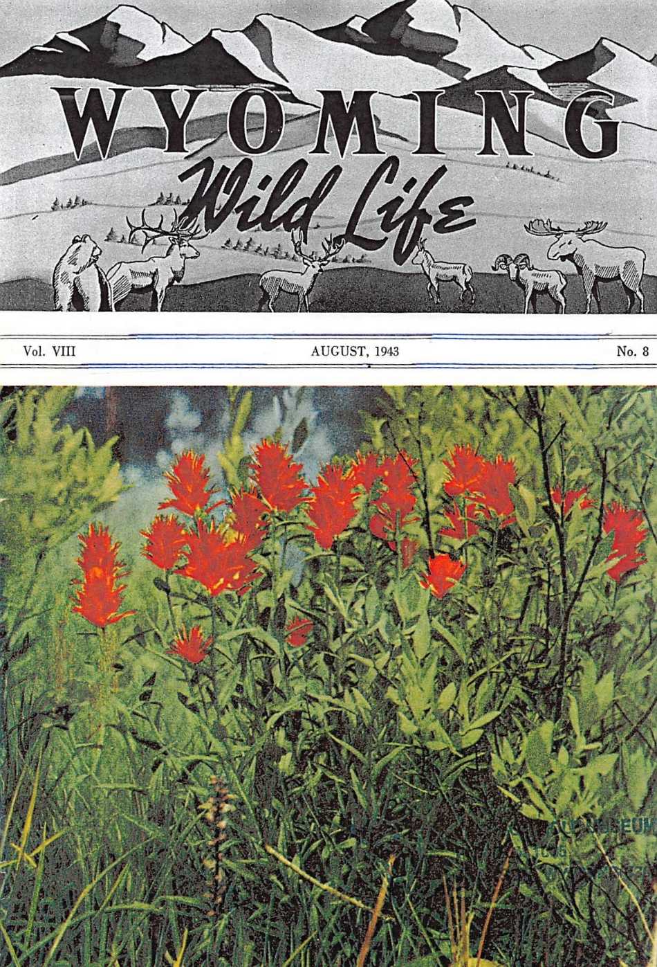 The August 1943 cover of Wyoming Wild Life featuring an illustrated name plate and a full color photograph of Indian paintbrush flowers.
