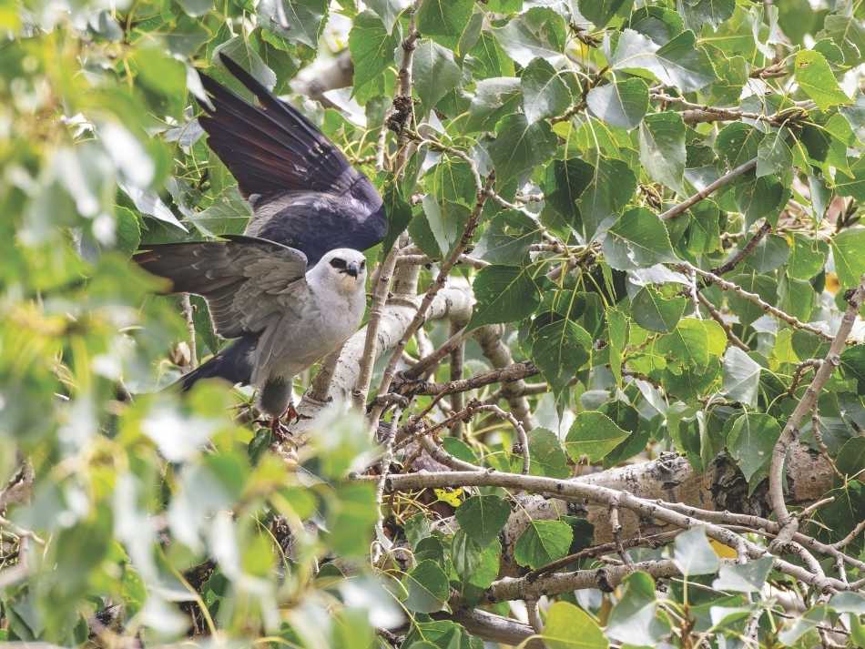 A Mississippi kite taking off of a tree branch, surrounded by green leaves.