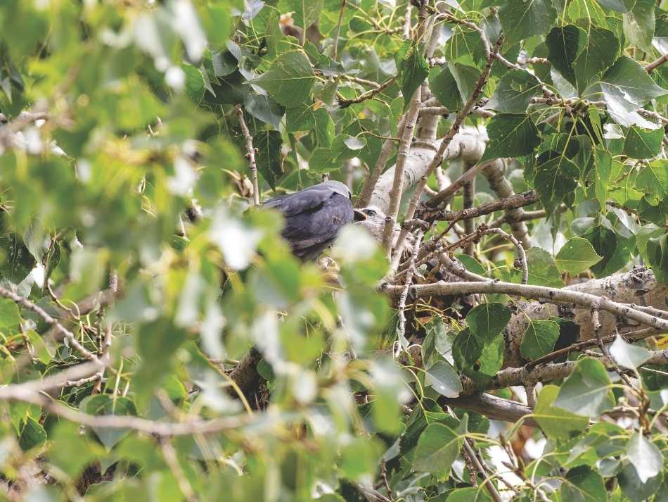 A Mississippi kite feeding its young in a nest in a tree.
