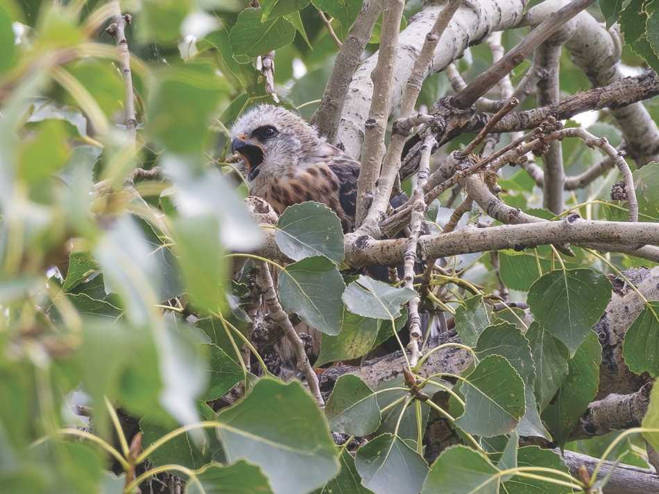 Mississippi kite in its nest with its mouth open.