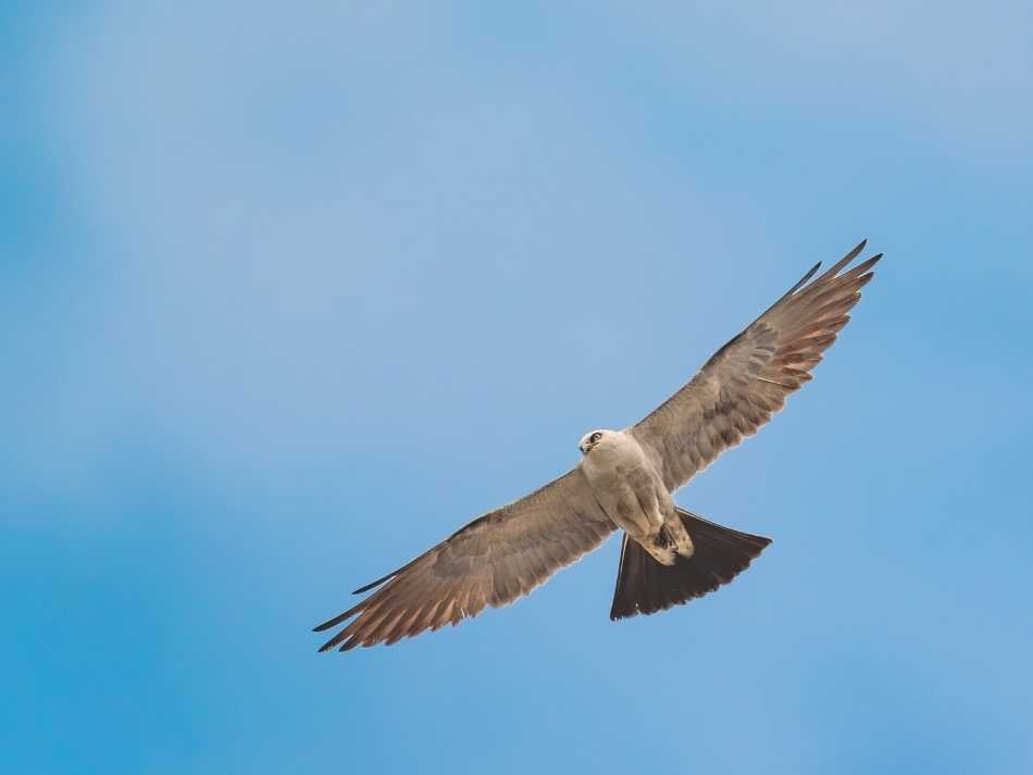 A Mississippi kite with wings extended in flight, photographed from below