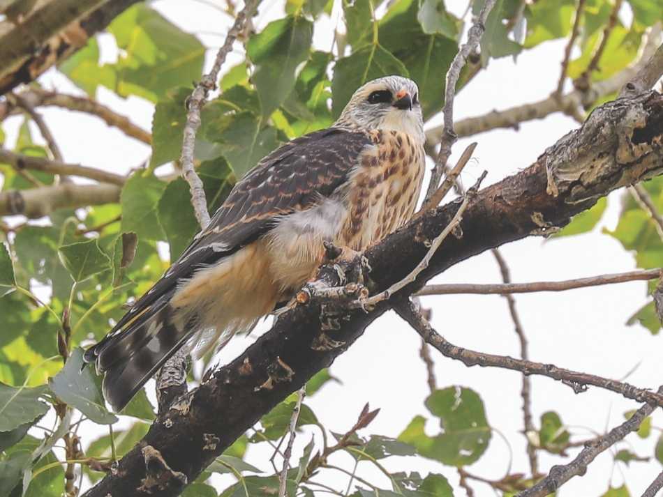 A Mississippi kite in a tree in Cheyenne, Wyoming.