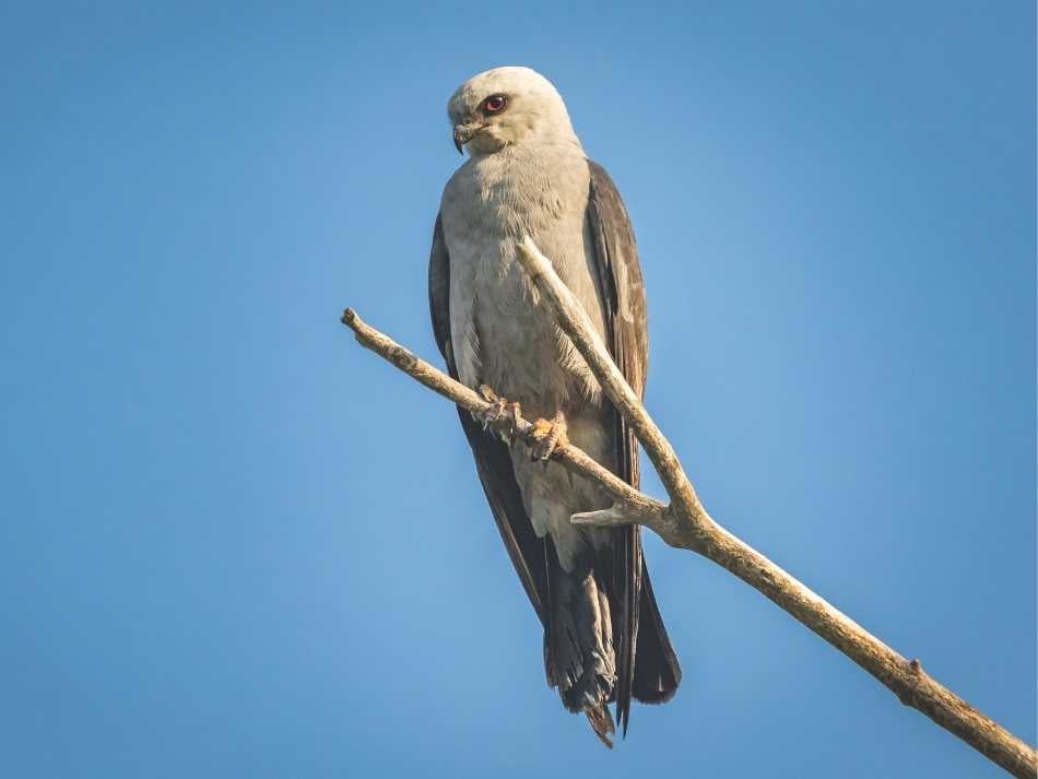 A Mississippi kite on a branch against a clear blue sky.