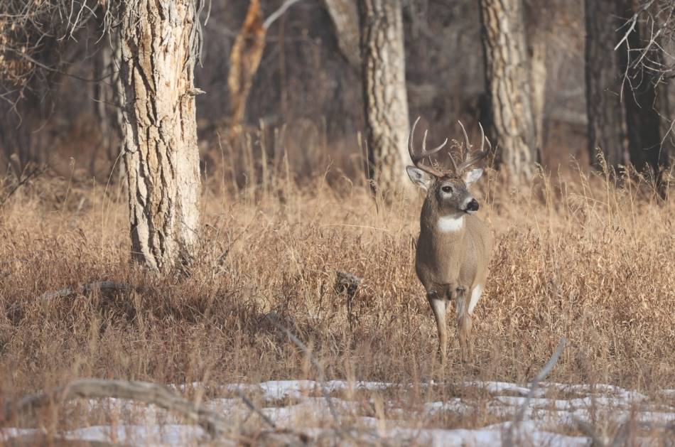 A white-tailed deer buck standing in a grassy field with trees in the background.