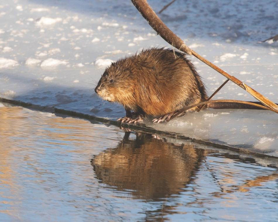 A muskrat sits on an icy shoreline and stares out over open water.