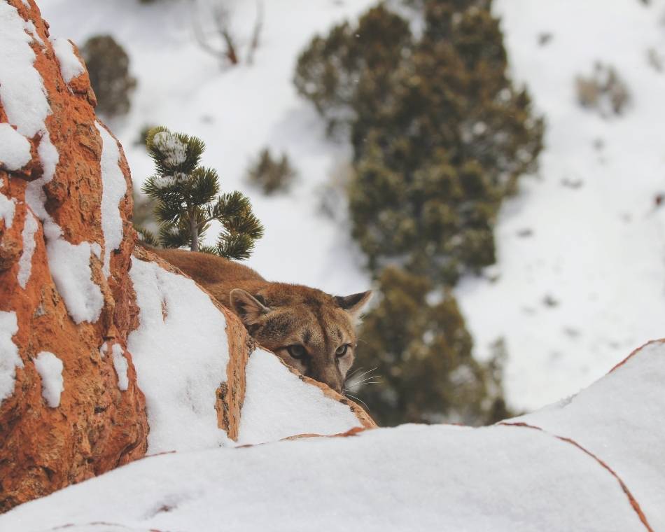A mountain lion peers from behind a snow-covered rock.